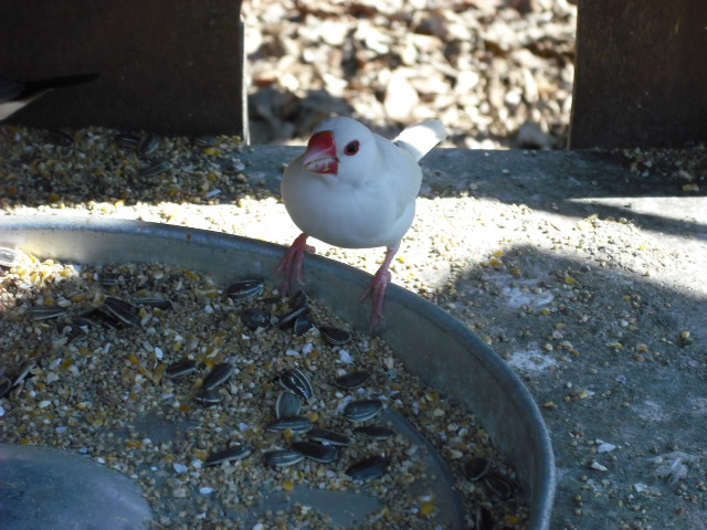 文鳥はいばってる顔に見える