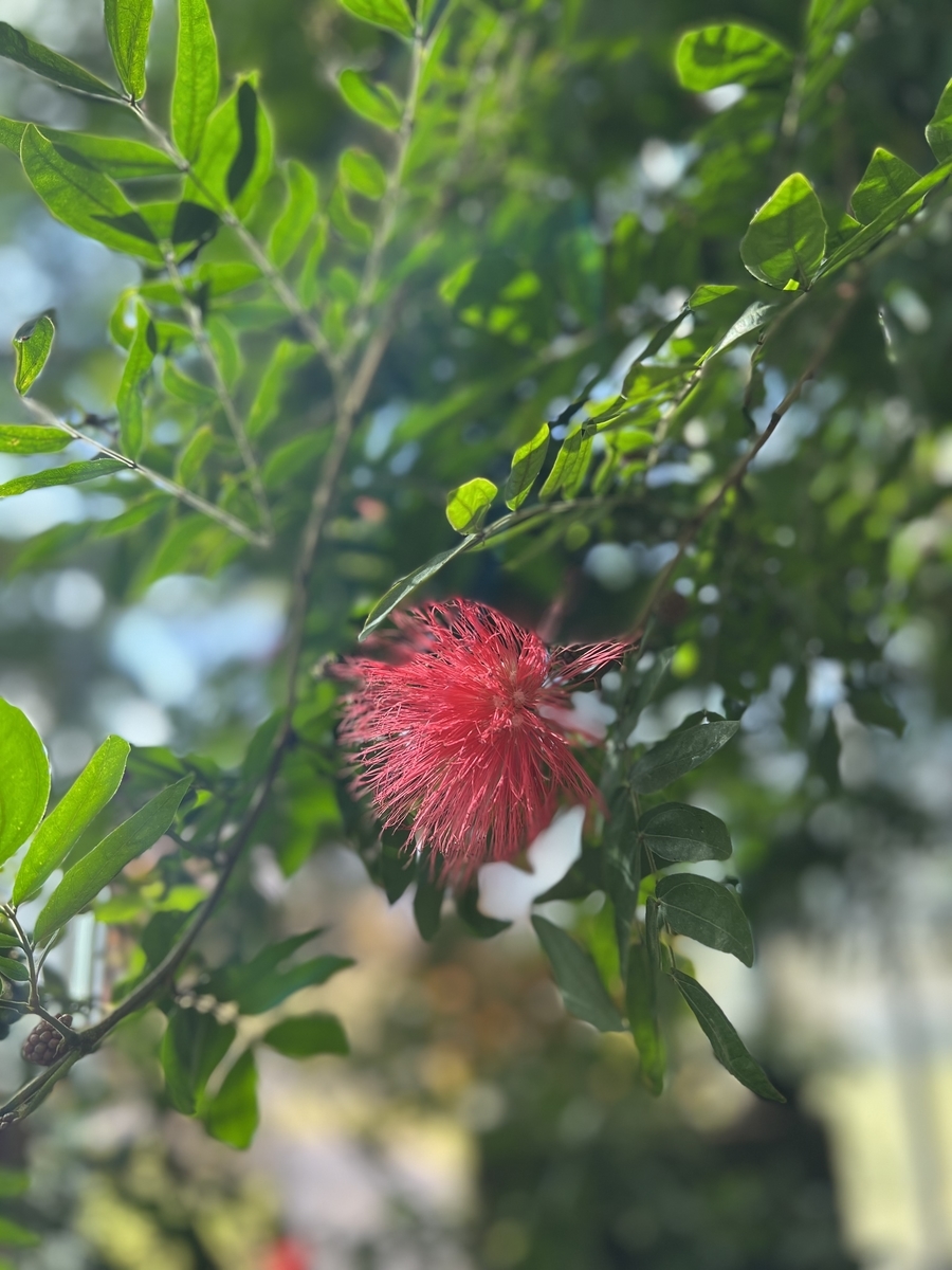 f:id:sayucafe:20211216215440j:plain