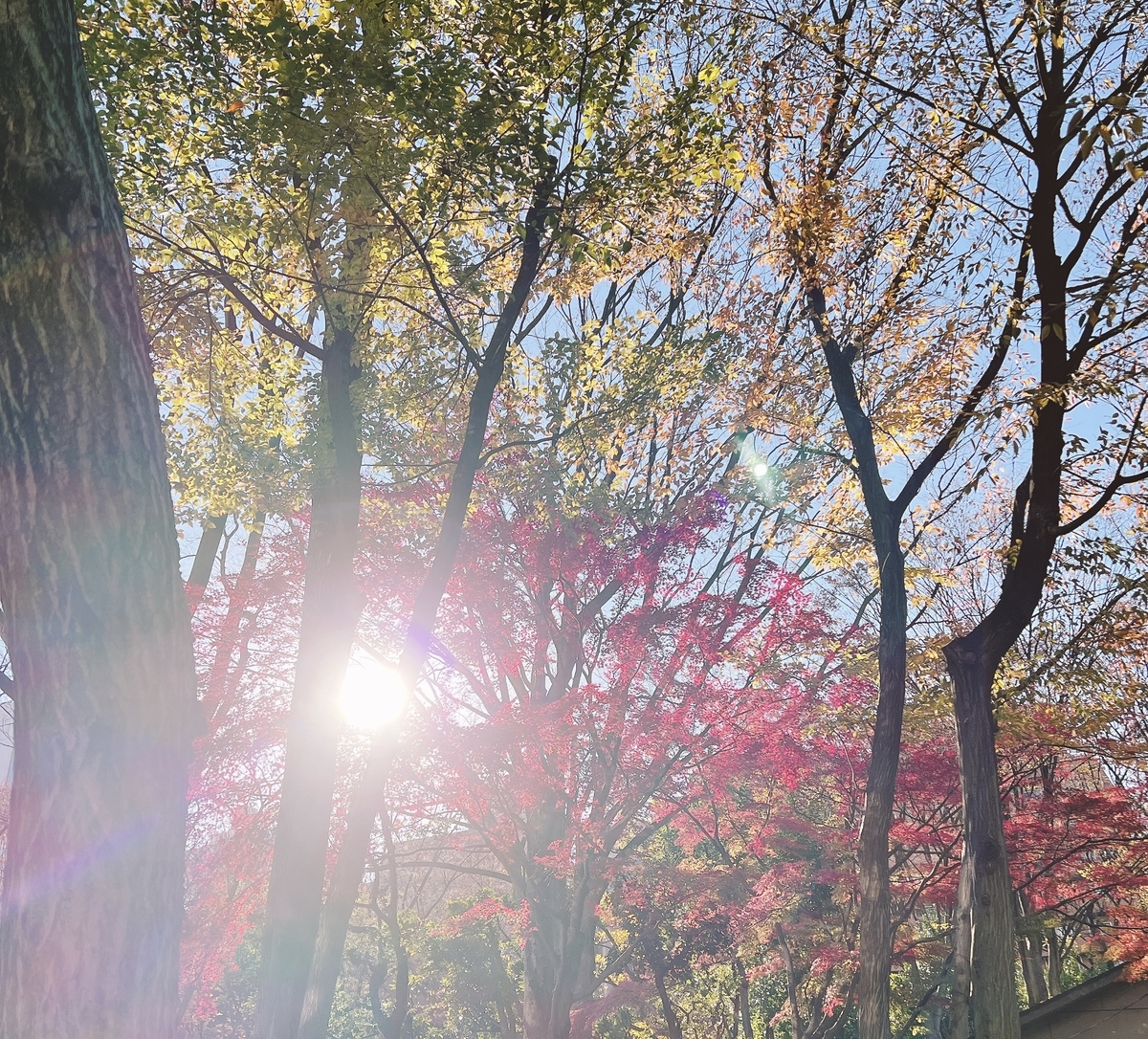 f:id:sayucafe:20211220210548j:plain