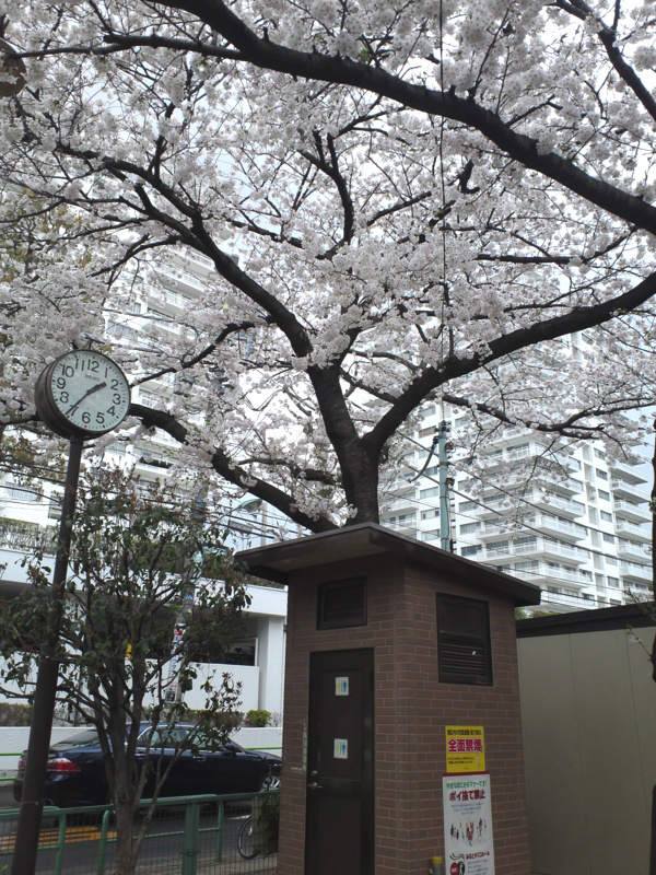 綱町公園の桜