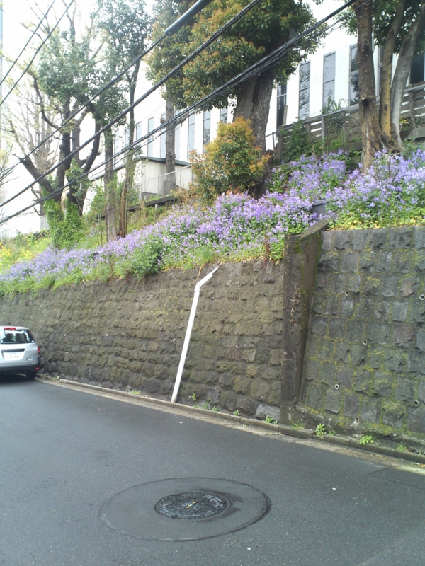 三田台郵便局の土手の花