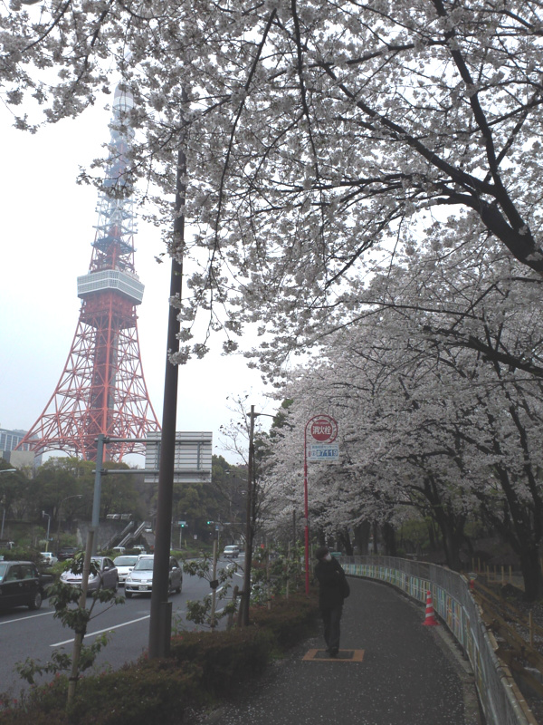 芝公園の桜