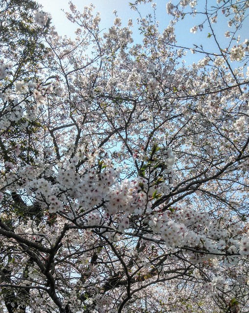 f:id:sayurariru:20190408133649j:image f:id:sayurariru:20190408133649j:image