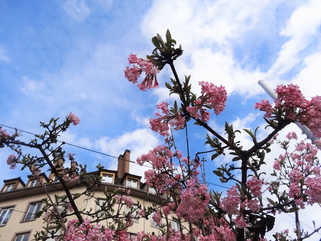 f:id:sayurifr:20190122220156j:plain f:id:sayurifr:20190122220156j:plain