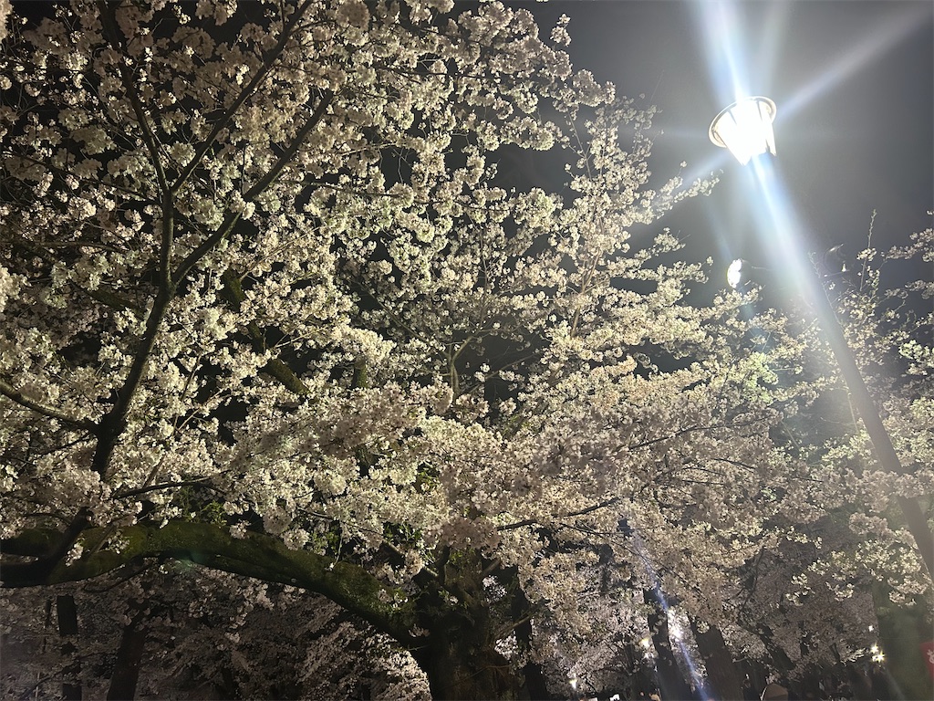 f:id:sayurin-tea:20250417123813j:image