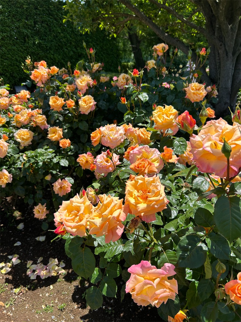 f:id:sayurin-tea:20250512124848j:image