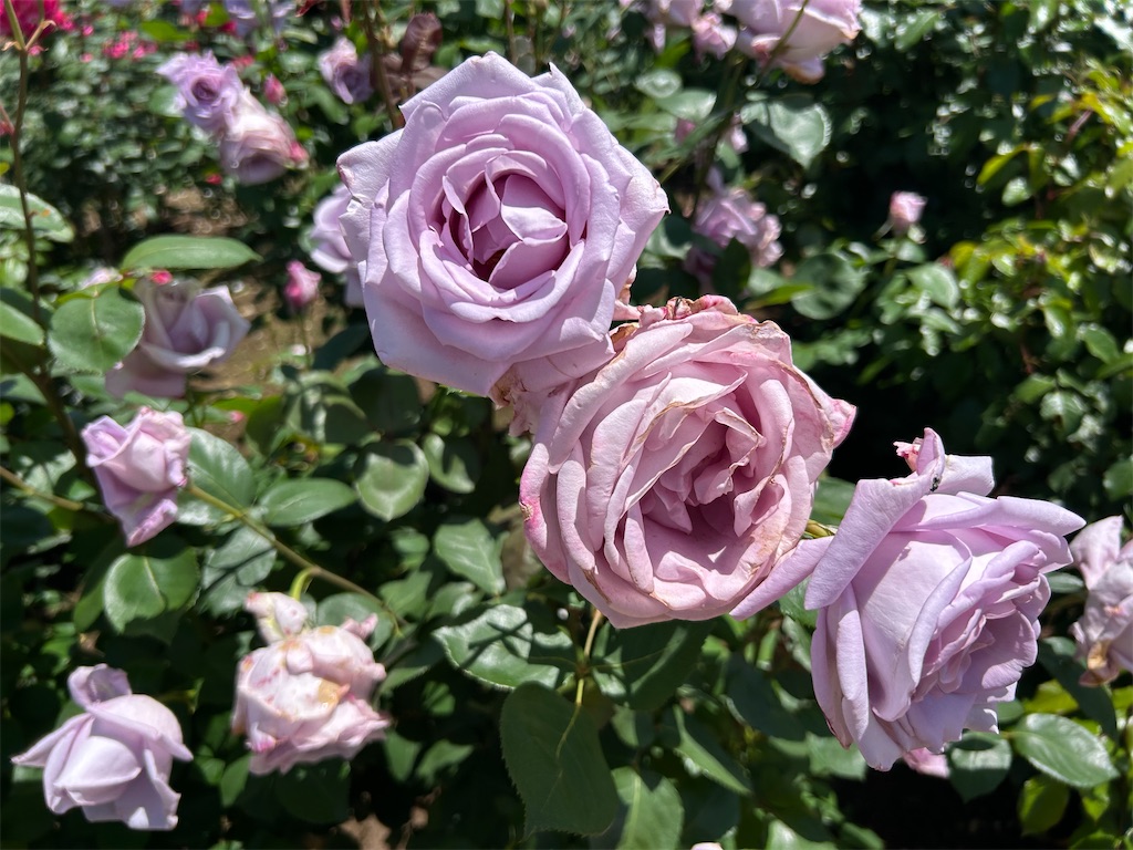 f:id:sayurin-tea:20250512124852j:image