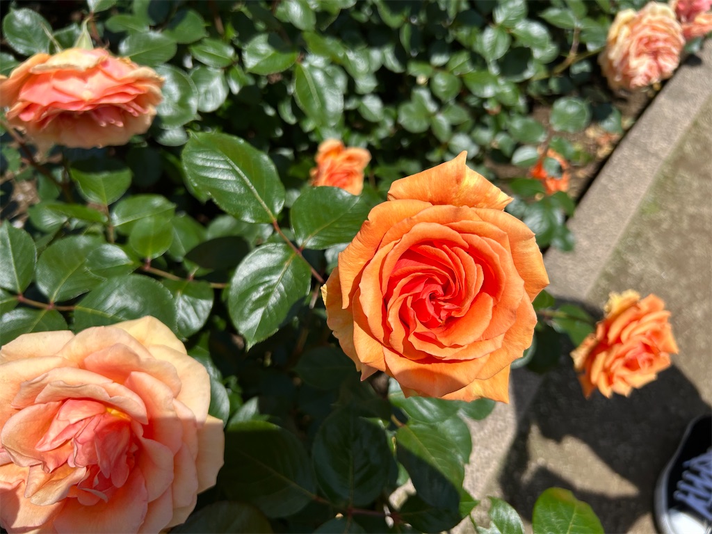 f:id:sayurin-tea:20250512124859j:image