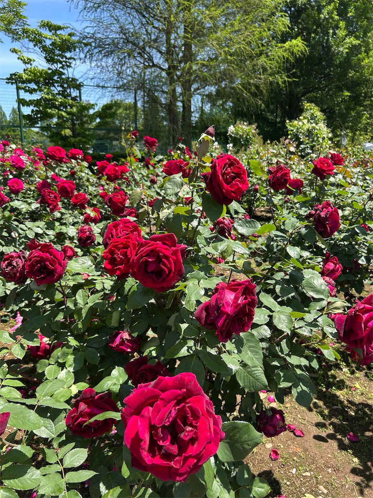 f:id:sayurin-tea:20250512124902j:image