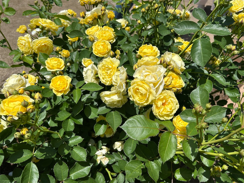 f:id:sayurin-tea:20250512124906j:image