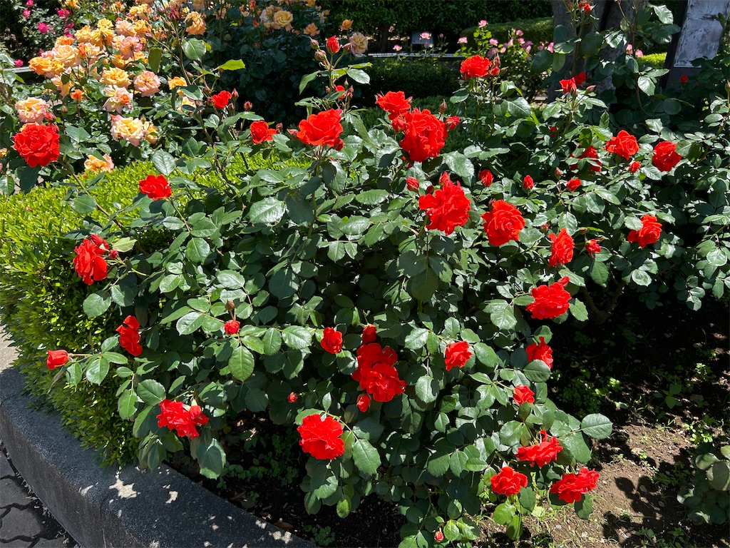 f:id:sayurin-tea:20250512124910j:image