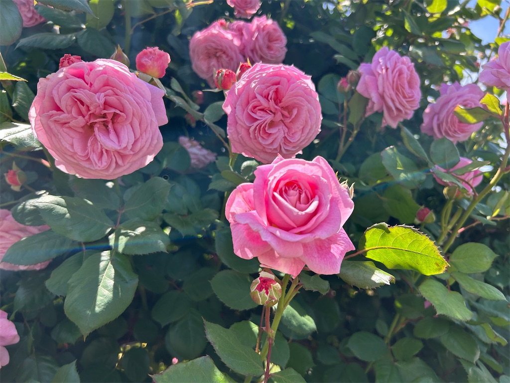 f:id:sayurin-tea:20250512124913j:image