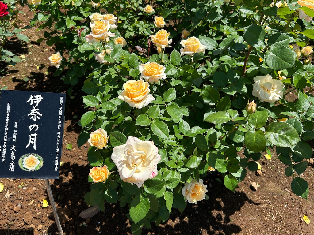 f:id:sayurin-tea:20250512125041j:image