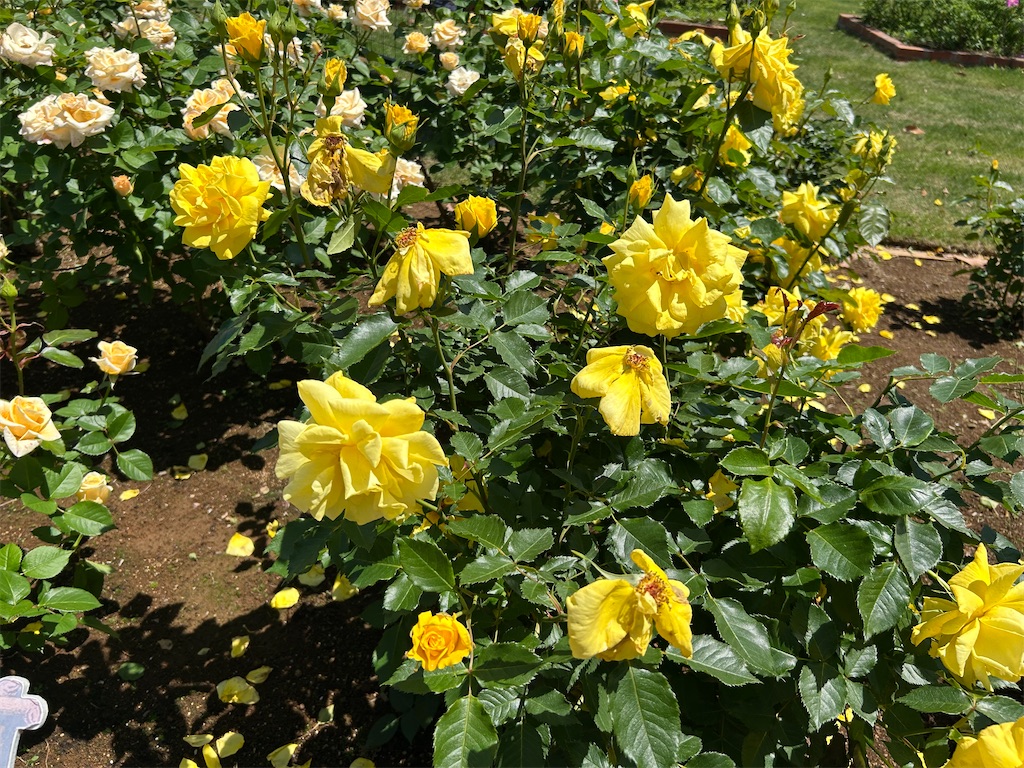 f:id:sayurin-tea:20250512125048j:image