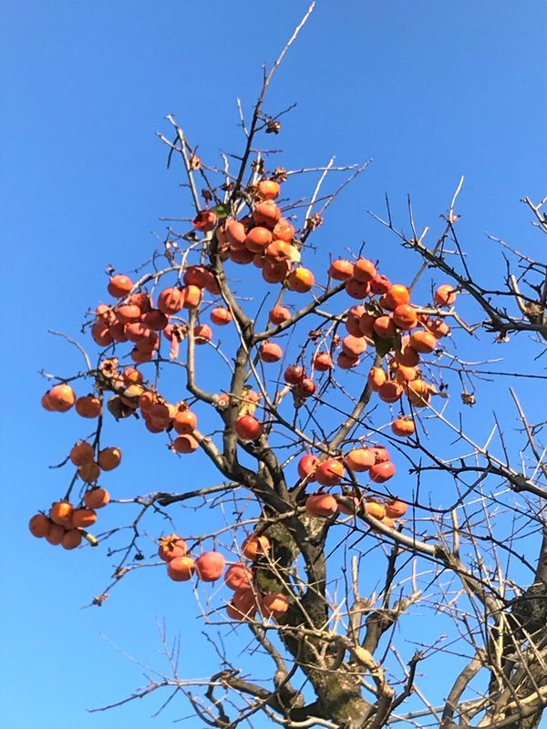 f:id:sayurityo:20190422200423j:image f:id:sayurityo:20190422200423j:image