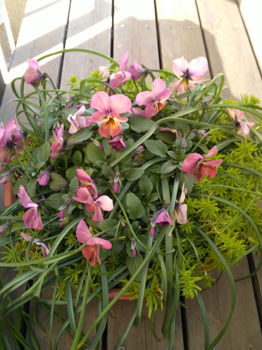 f:id:sayuta:20190224090235j:plain f:id:sayuta:20190224090235j:plain