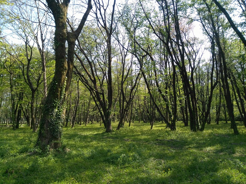 f:id:sayuta:20200412105447j:plain