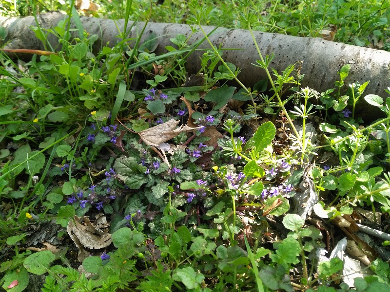 f:id:sayuta:20200412105530j:plain