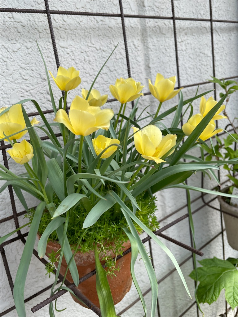 原種系チューリップの開花 - いつまでつづくかな日記