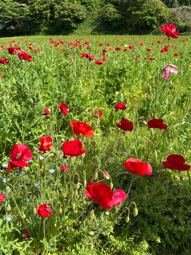 f:id:sayuta:20250506092620j:image