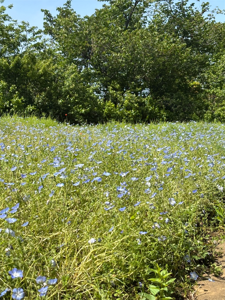 f:id:sayuta:20250506092624j:image