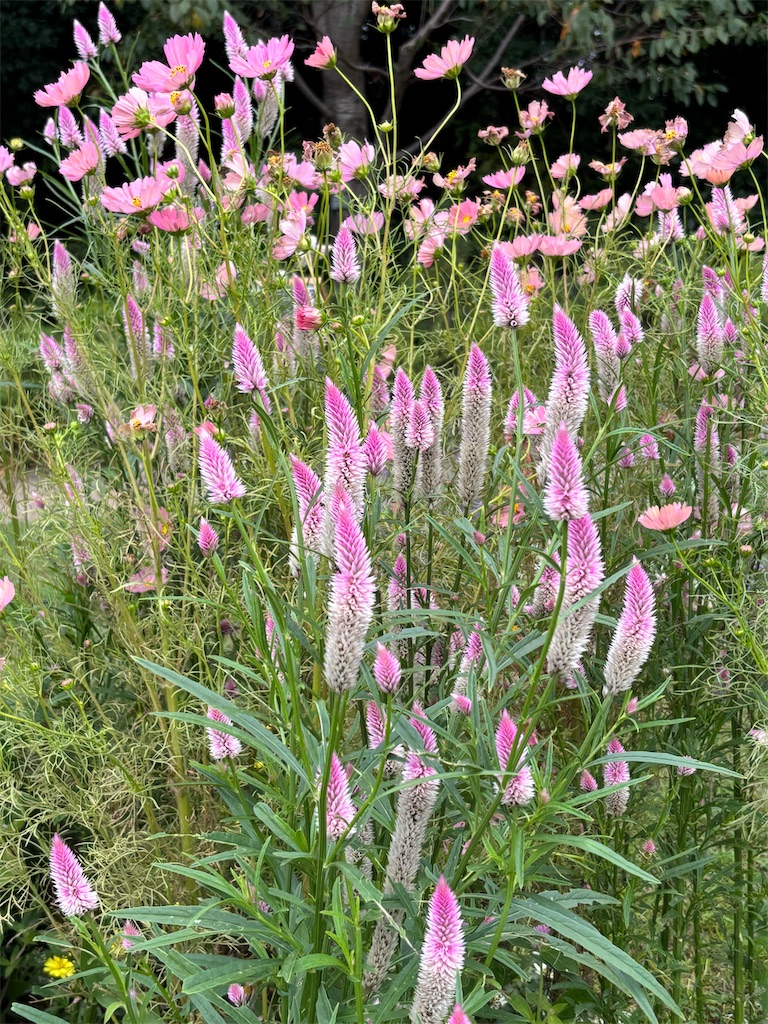 f:id:sayuta:20251020200406j:image f:id:sayuta:20251020200406j:image