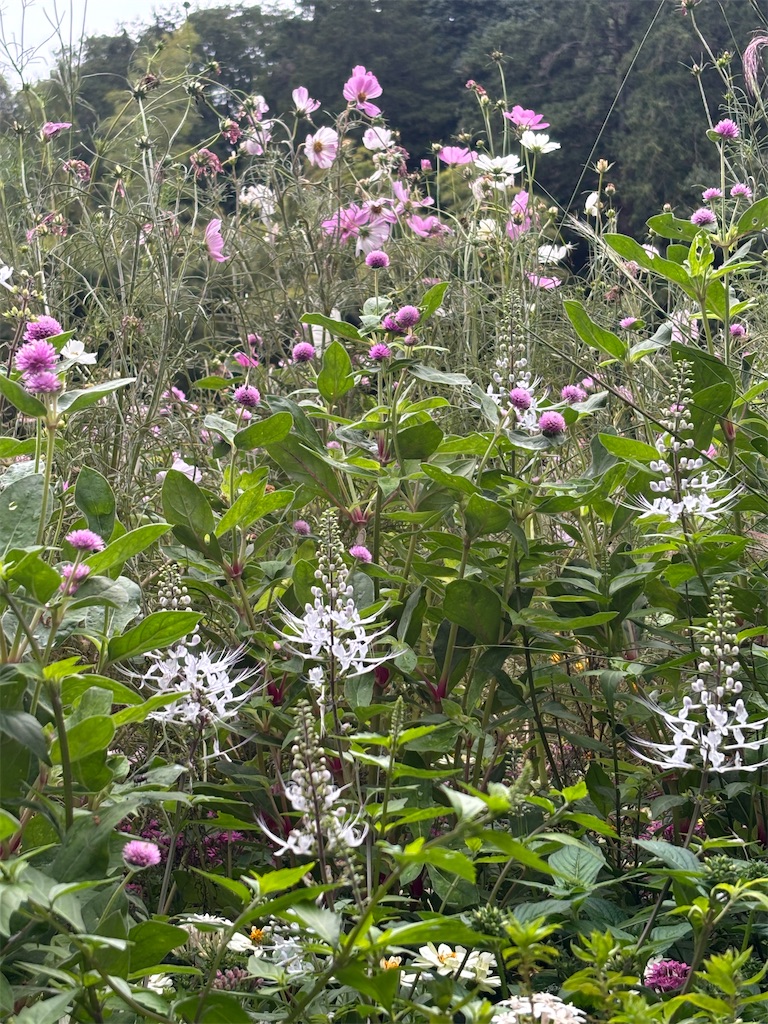 f:id:sayuta:20251020200409j:image f:id:sayuta:20251020200409j:image