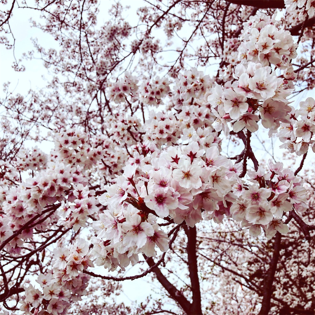 f:id:sayuzotjp:20210416162638j:image
