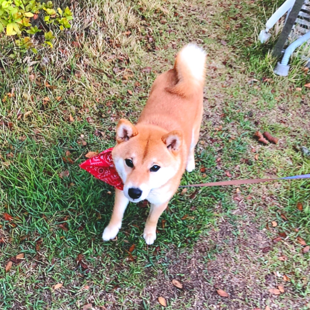 f:id:sayuzotjp:20210508171836j:image