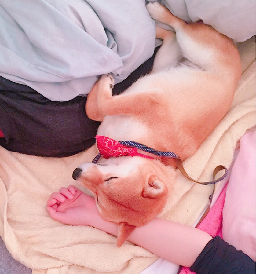 f:id:sayuzotjp:20210508184152j:plain