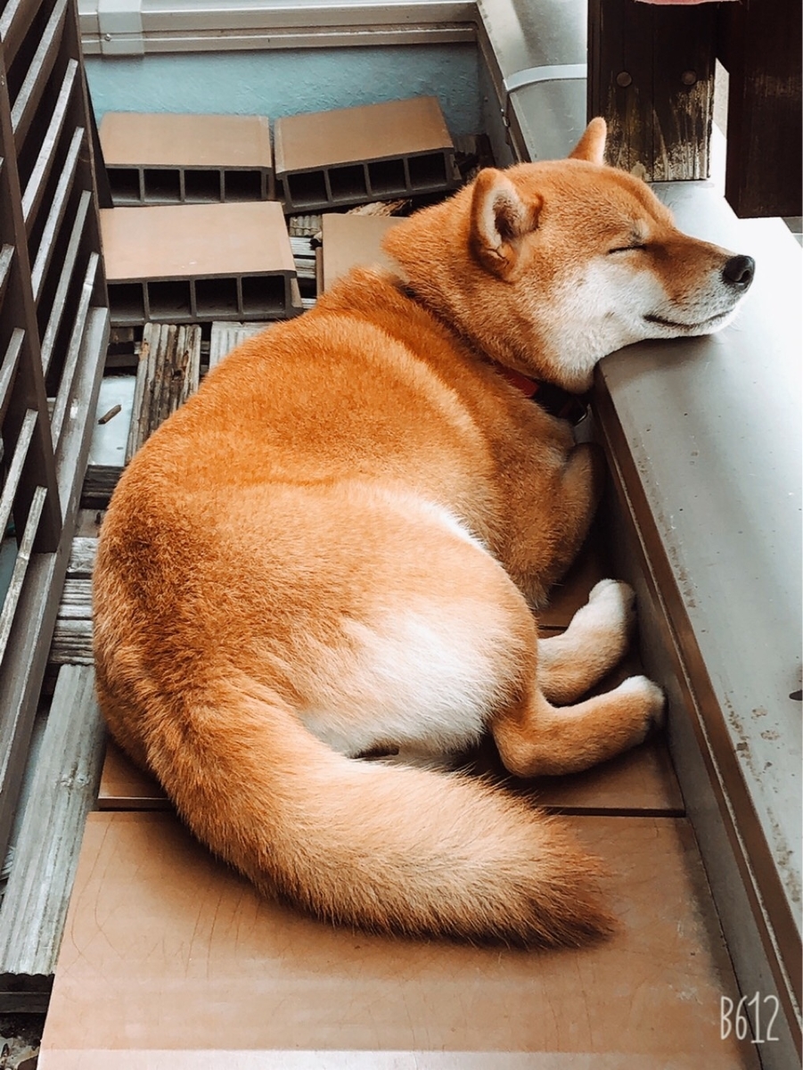f:id:sayuzotjp:20210508191849j:plain
