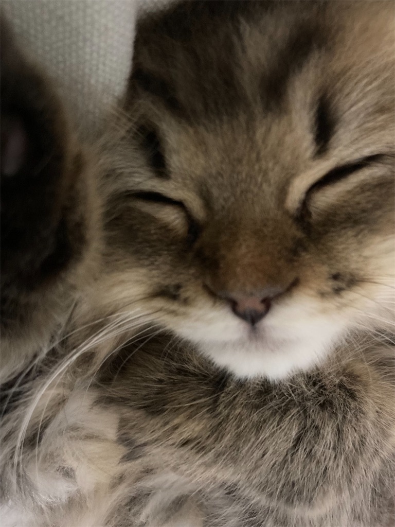 f:id:sazabi001:20220618183840j:image