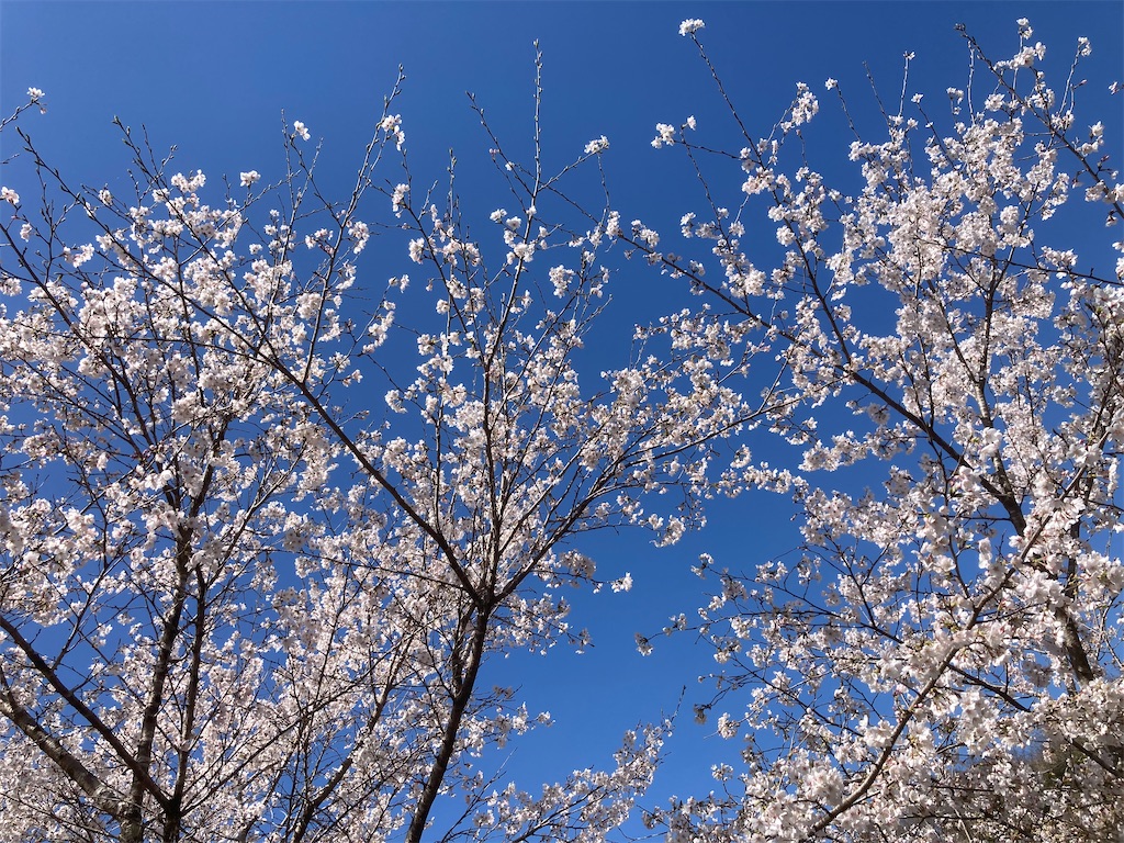 f:id:sazabi001:20250406174332j:image