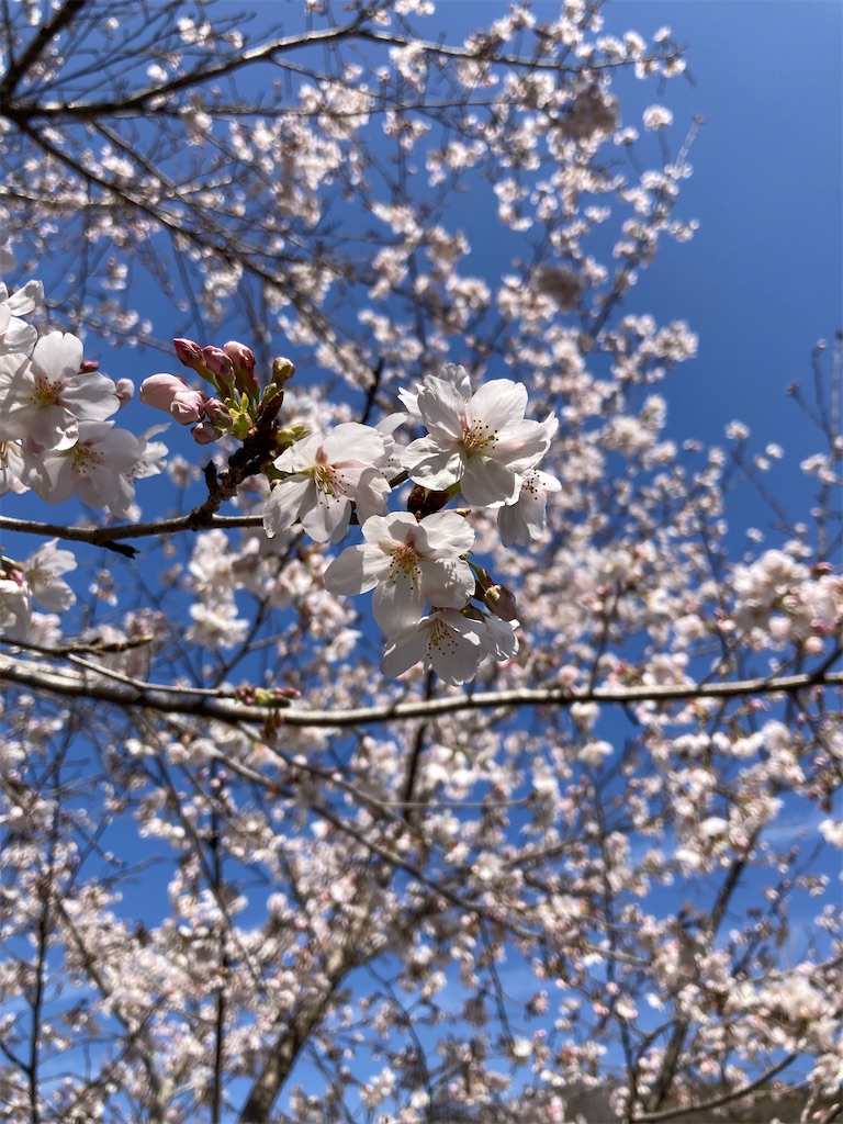 f:id:sazabi001:20260324173403j:image f:id:sazabi001:20260324173403j:image