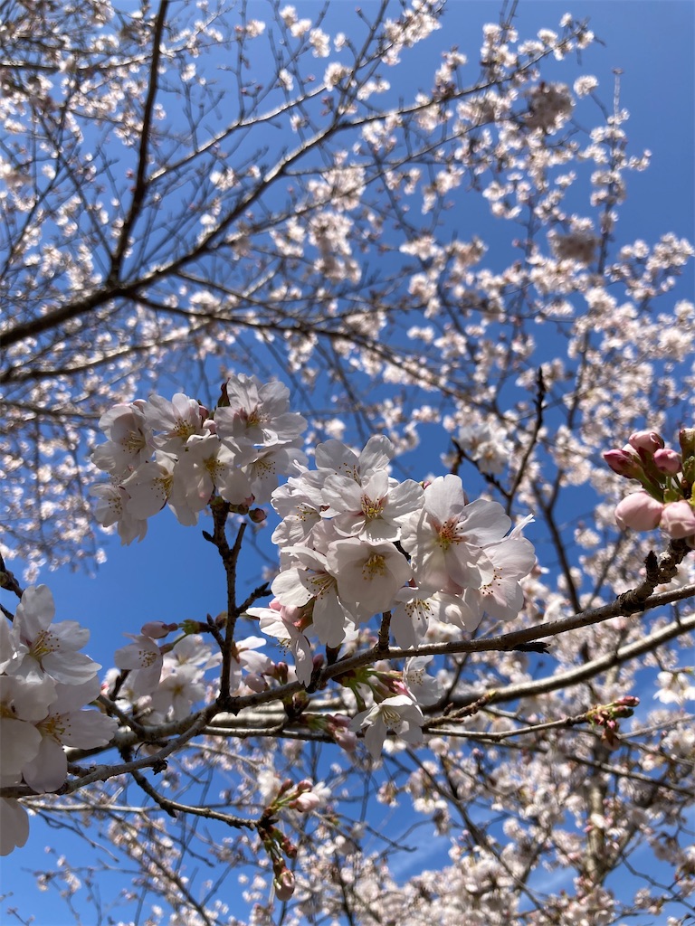 f:id:sazabi001:20260324173531j:image f:id:sazabi001:20260324173531j:image