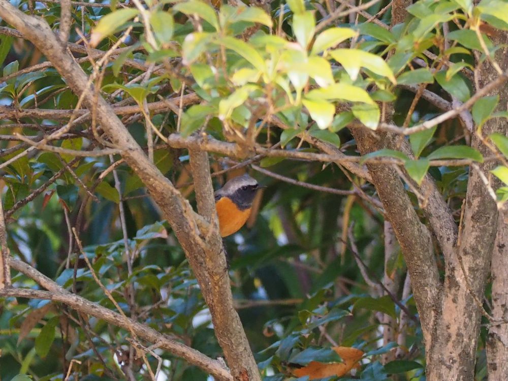 鳥日記】旅の途中でバードウォッチング@上田城址公園 - 鳥と実 a Bird