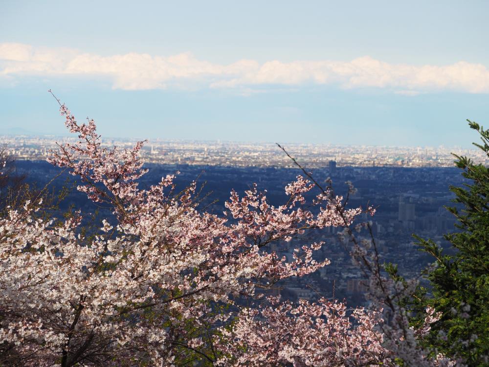 HEADWEAY】大人気の “桜（SAKURA）”ラインナップ、最新作は