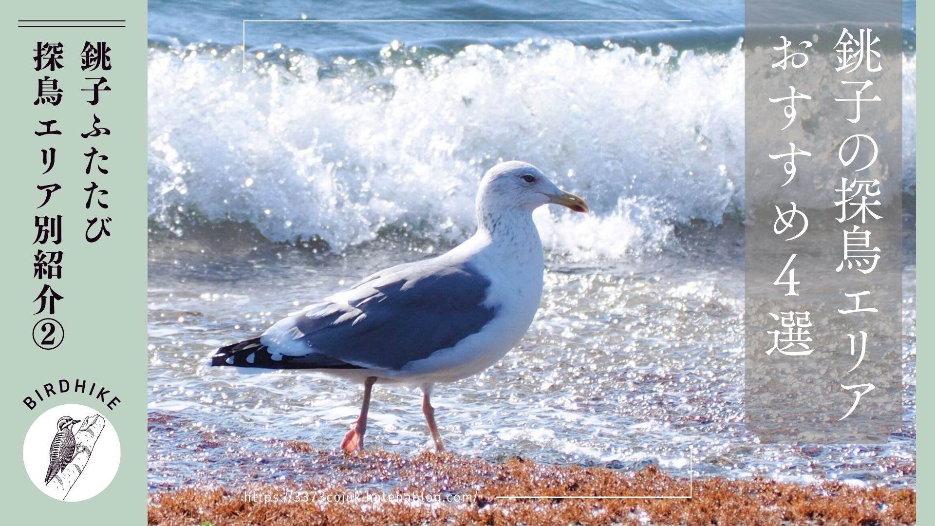 銚子ふたたび(2026年1月): おすすめの探鳥エリア4選② - 鳥と実 a Bird