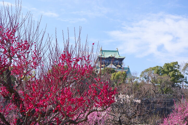 2026年大阪城公園梅林｜天守閣を背景に満開の梅が咲く
