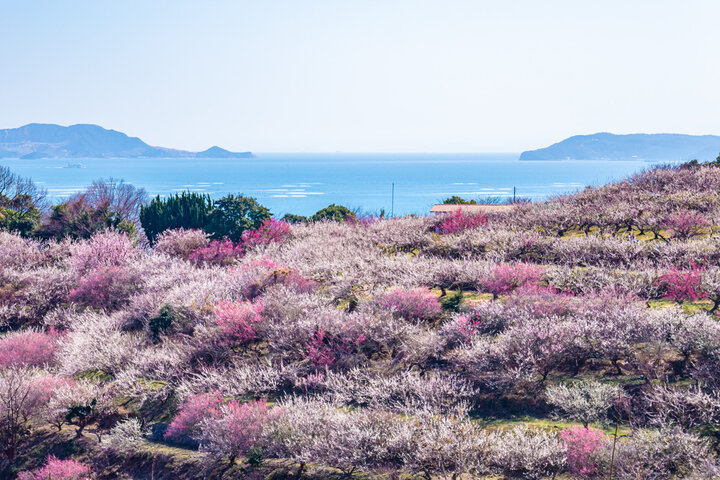2026年綾部山梅林｜梅越しに望む瀬戸内海の絶景