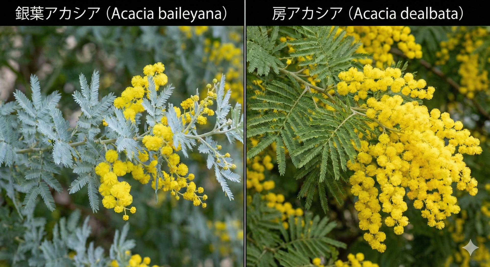 銀葉アカシア（左）と房アカシア（右）の比較。葉の色や花房の大きさに違いがある