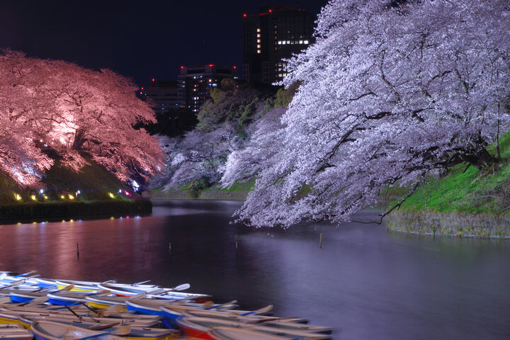 夜の千鳥ヶ淵緑道でライトアップされたソメイヨシノが皇居のお濠の水面に映り込む幻想的な景色