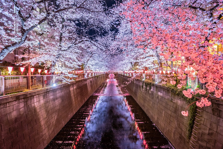 夜の目黒川沿いに連なるライトアップされた桜並木と提灯の光が川面に映る夜桜の景色