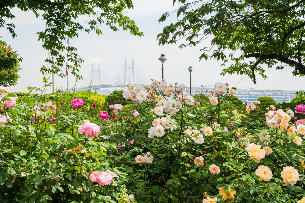 洋館を背にイングリッシュローズが咲き乱れる港の見える丘公園