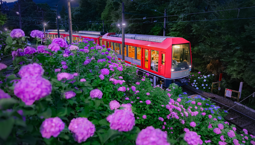 あじさいの中を走る箱根登山鉄道アレグラ号