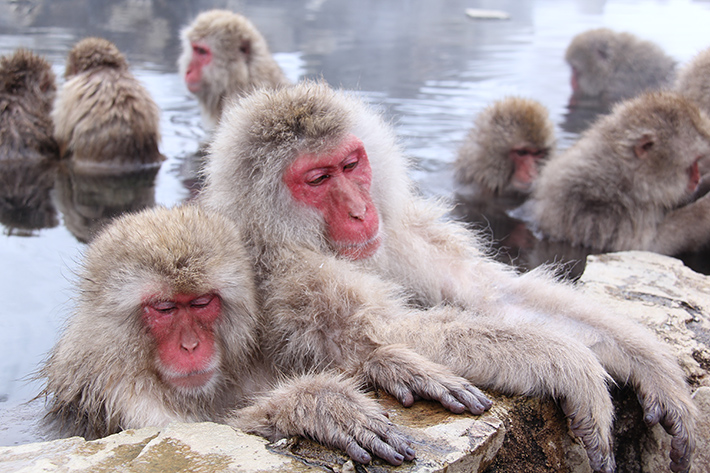 申 さる 年は終わったけど お猿の温泉 見物に 冬の地獄谷へ Itをもっと身近に ソフトバンクニュース