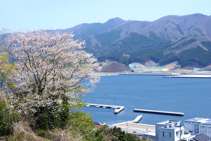 校舎から見える湾内に向けた春の景色