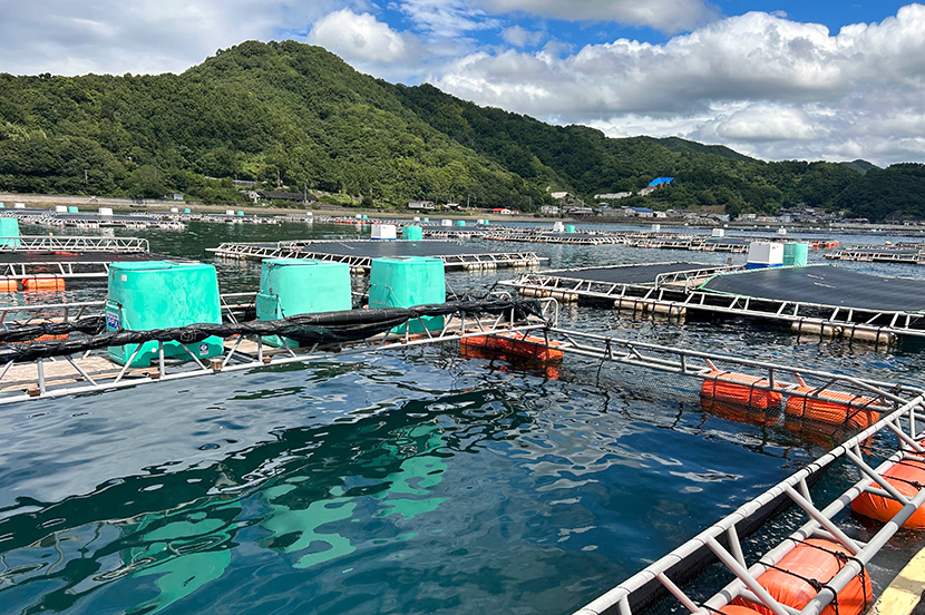 生き物を扱うからこそ予測の難しい養殖経営。テクノロジーで見える化して持続可能な産業に