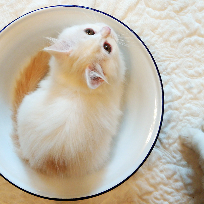 猫をスマホでかわいく撮れる 猫写真家が教える撮影テクニック Itをもっと身近に ソフトバンクニュース 猫をスマホでかわいく撮れる 猫写真家が教える撮影テクニック Itをもっと身近に ソフトバンクニュース