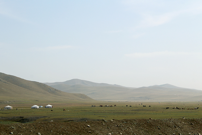 キターッ! これぞモンゴル! 広大な草原やさまざまな動物たち